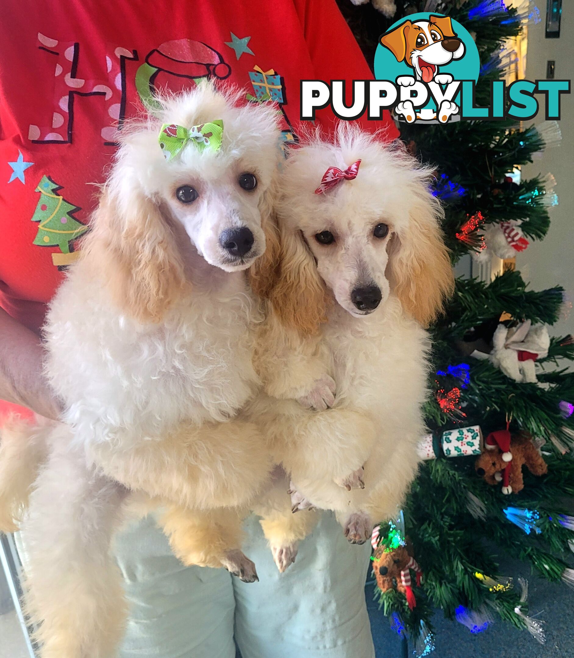 Toy Poodles puppies 5 months old