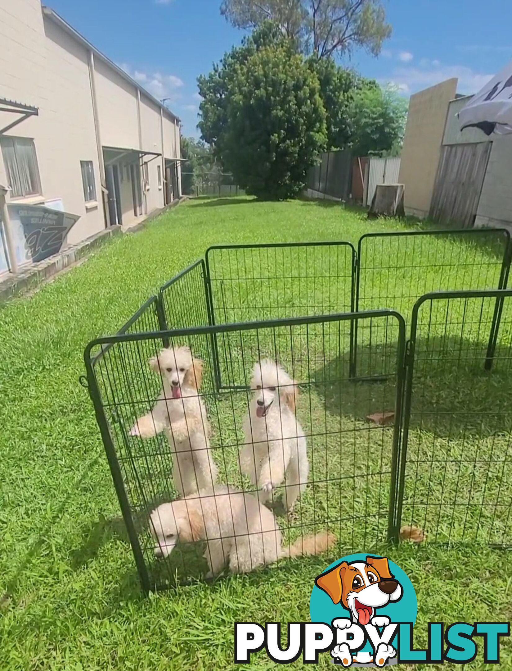 Toy Poodles puppies 5 months old