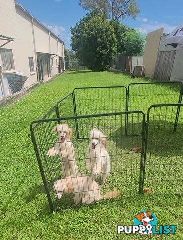 Toy Poodles puppies 5 months old