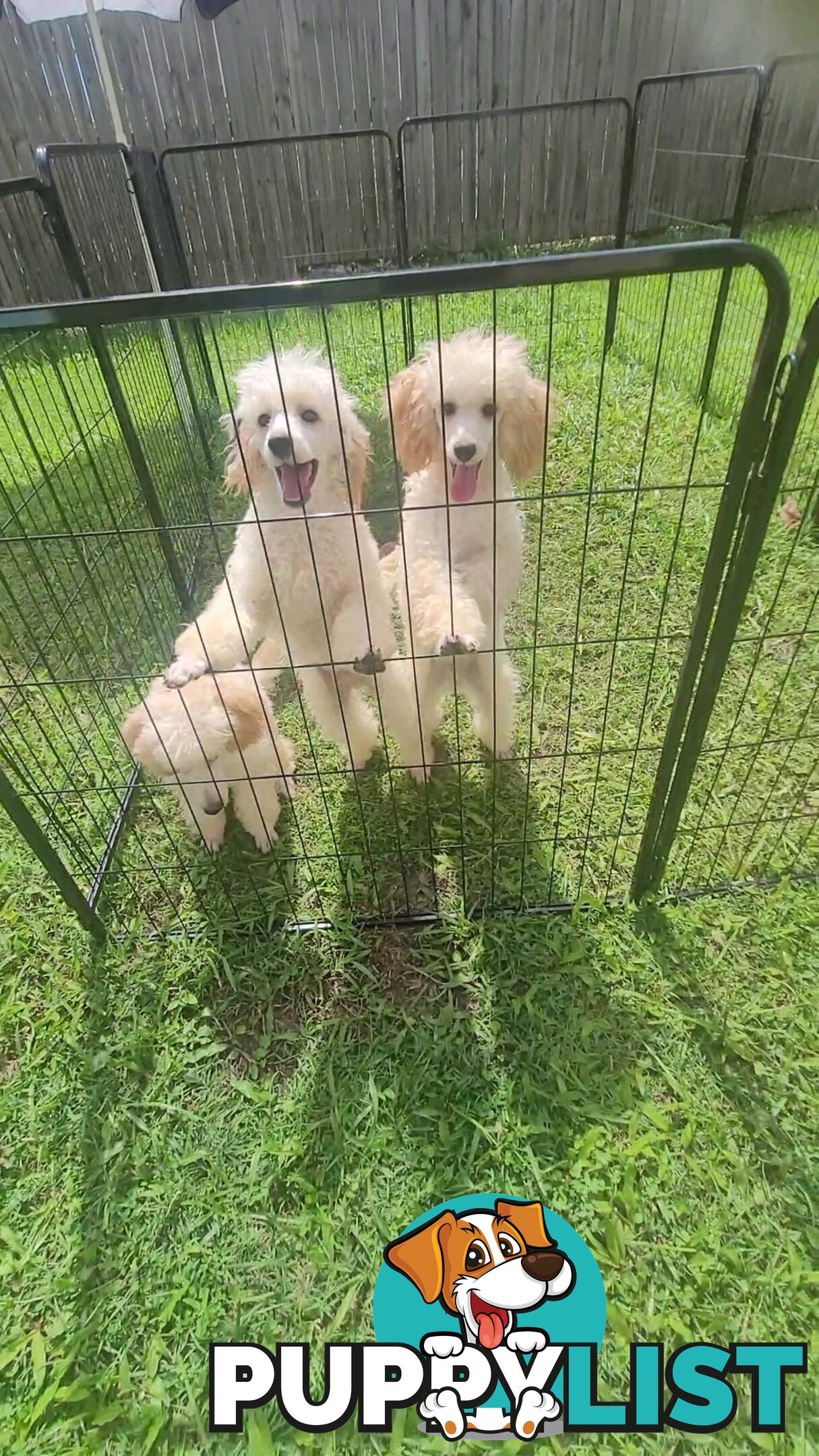 Toy Poodles puppies 5 months old