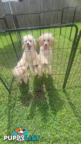 Toy Poodles puppies 5 months old