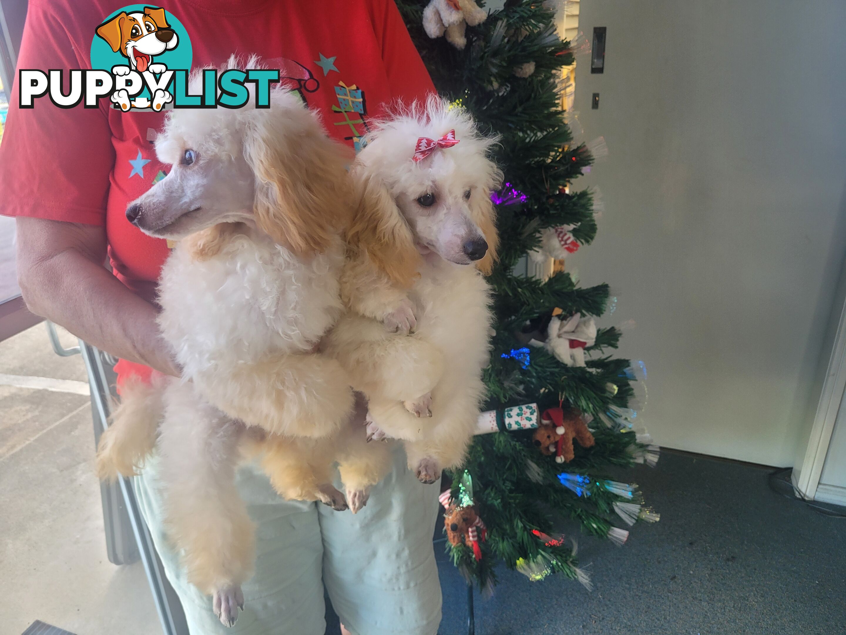 Toy Poodles puppies 5 months old