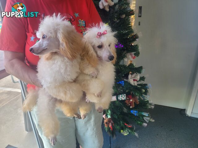 Toy Poodles puppies 5 months old