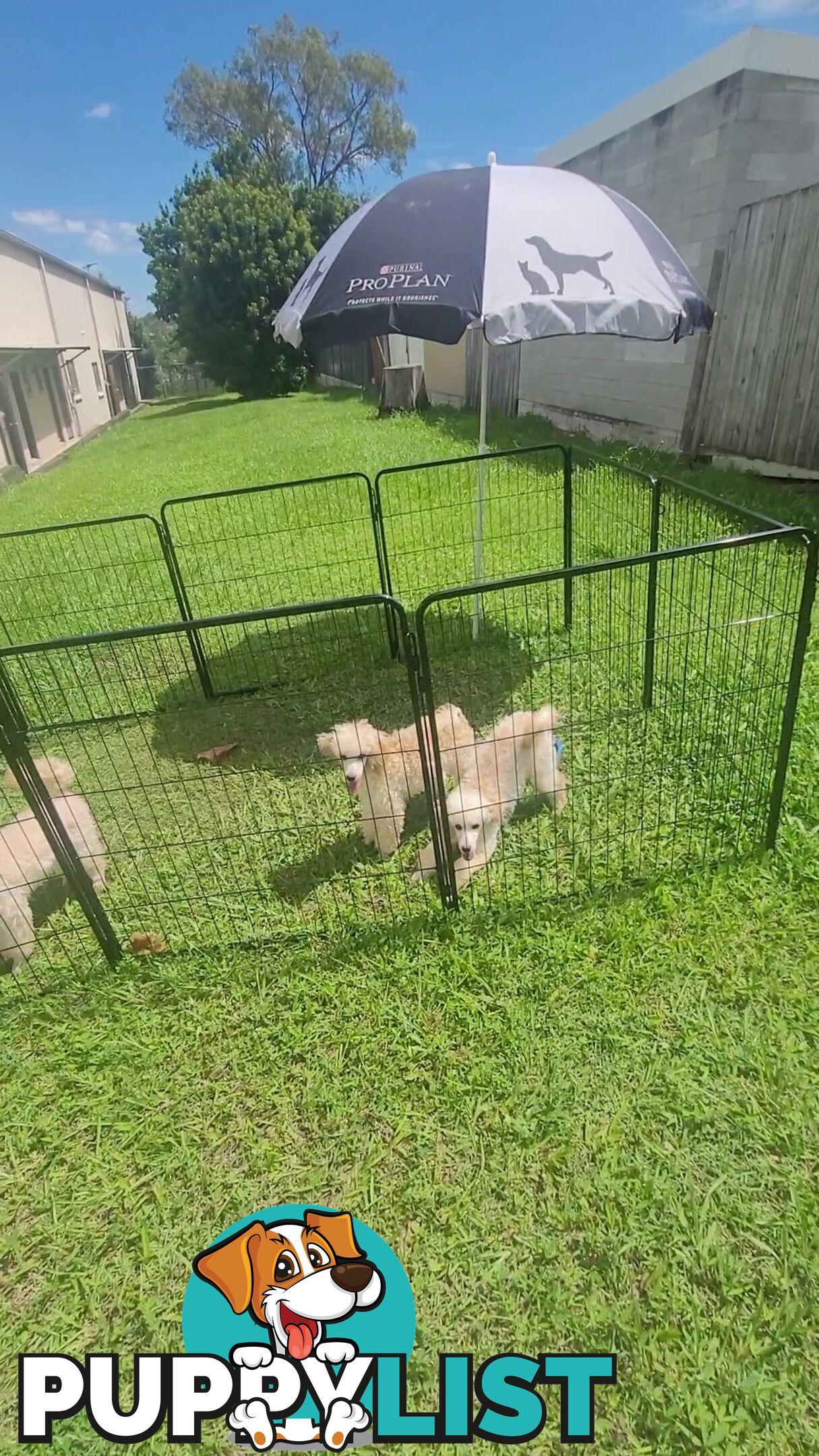 Toy Poodles puppies 5 months old