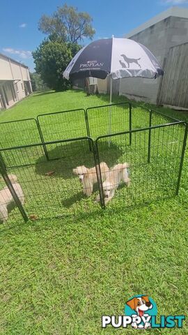 Toy Poodles puppies 5 months old