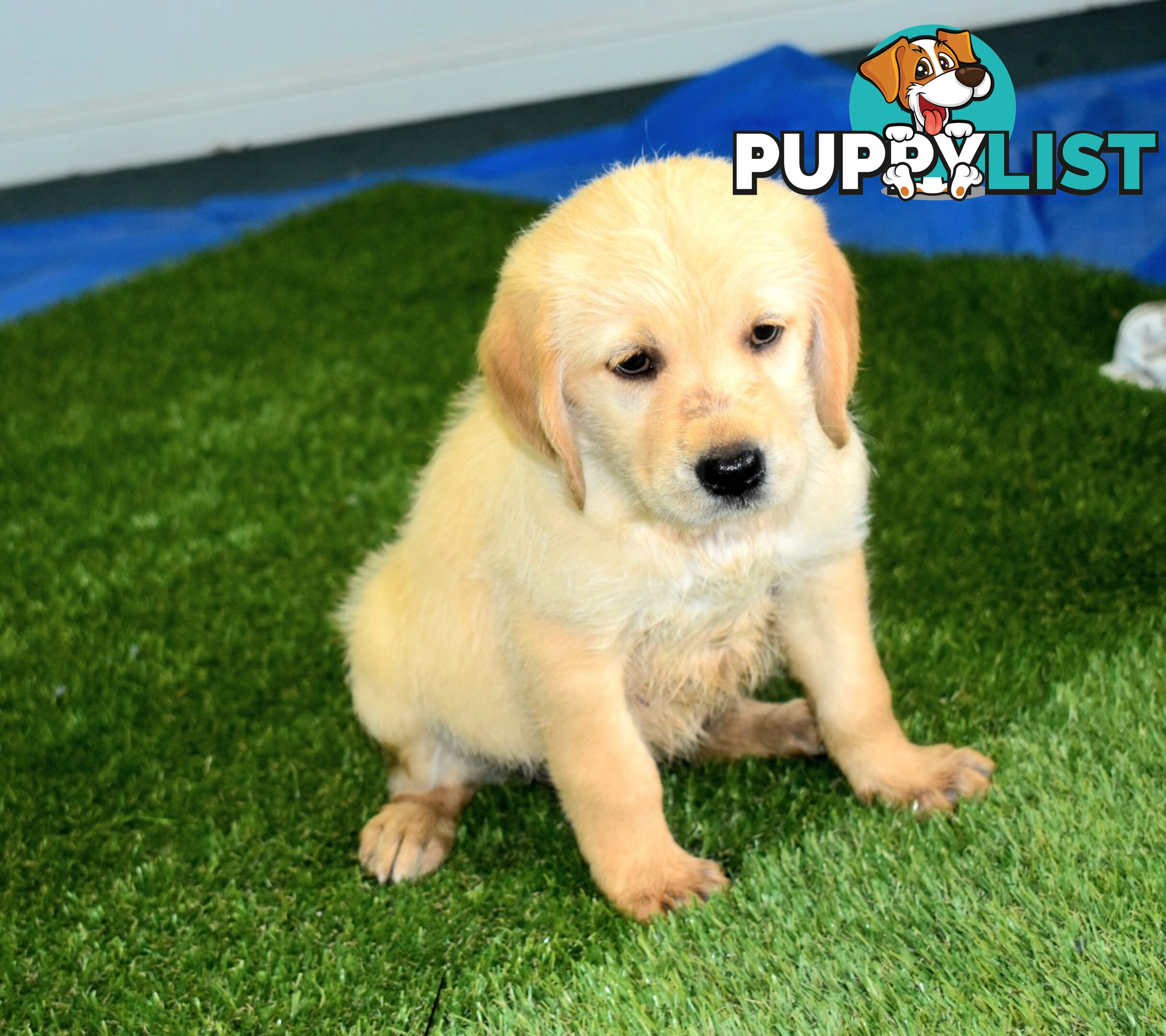 Labrador x Labradoodle puppies male and female