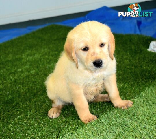 Labrador x Labradoodle puppies male and female