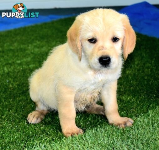 Labrador x Labradoodle puppies male and female