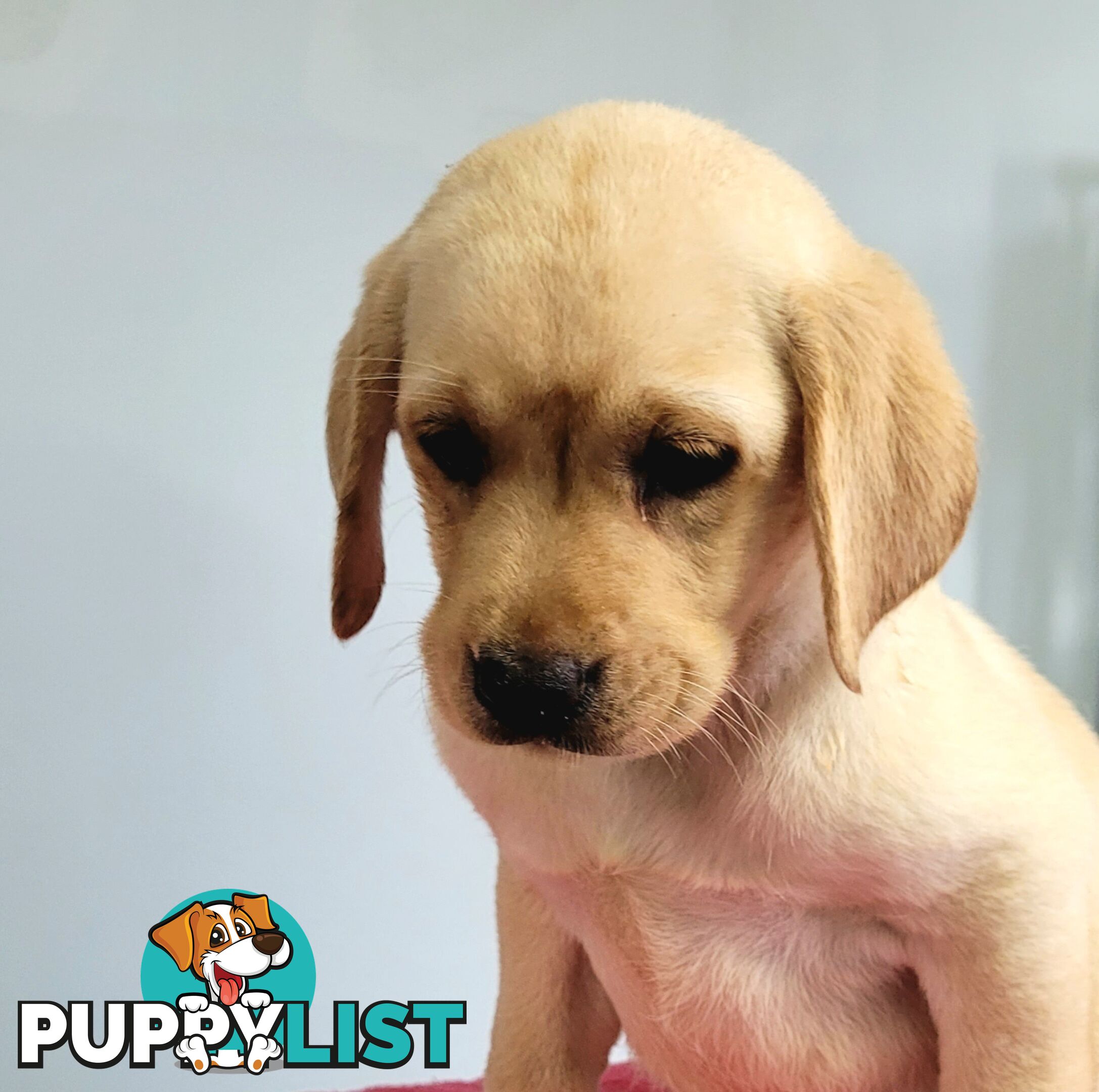 Labrador puppies male and female