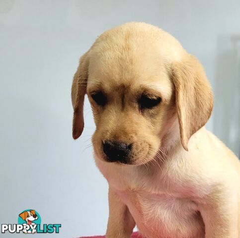 Labrador puppies male and female