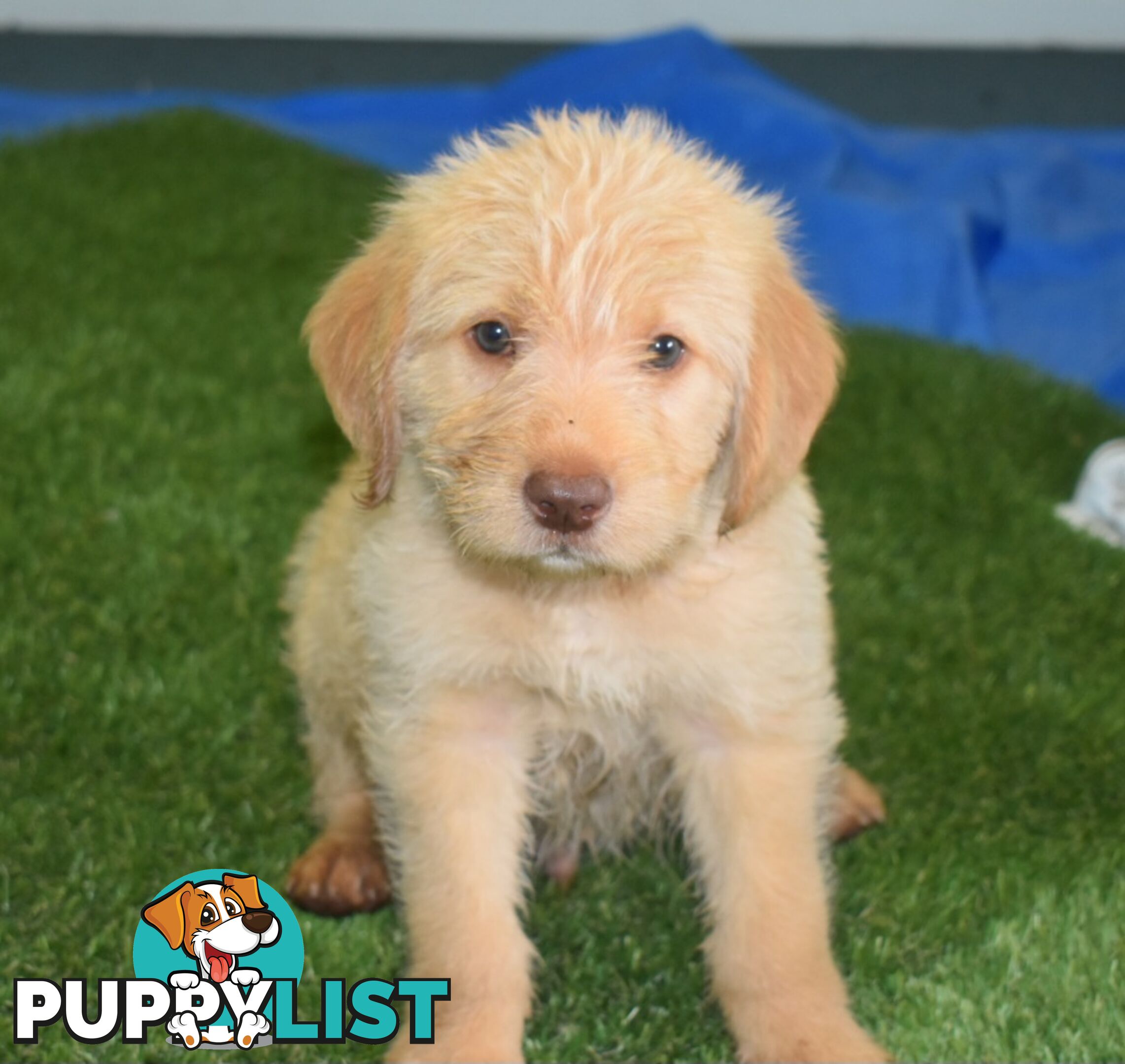 Labrador x Labradoodle puppies male and female