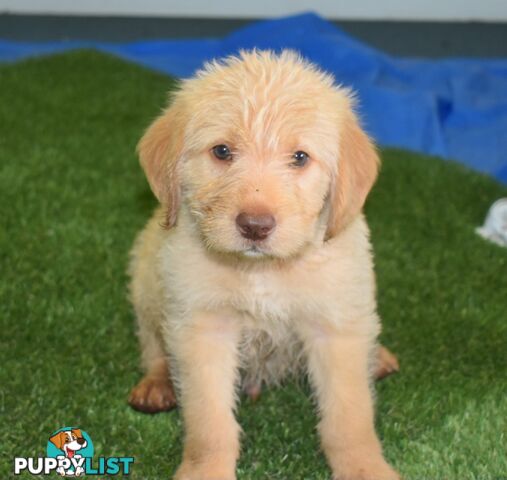 Labrador x Labradoodle puppies male and female