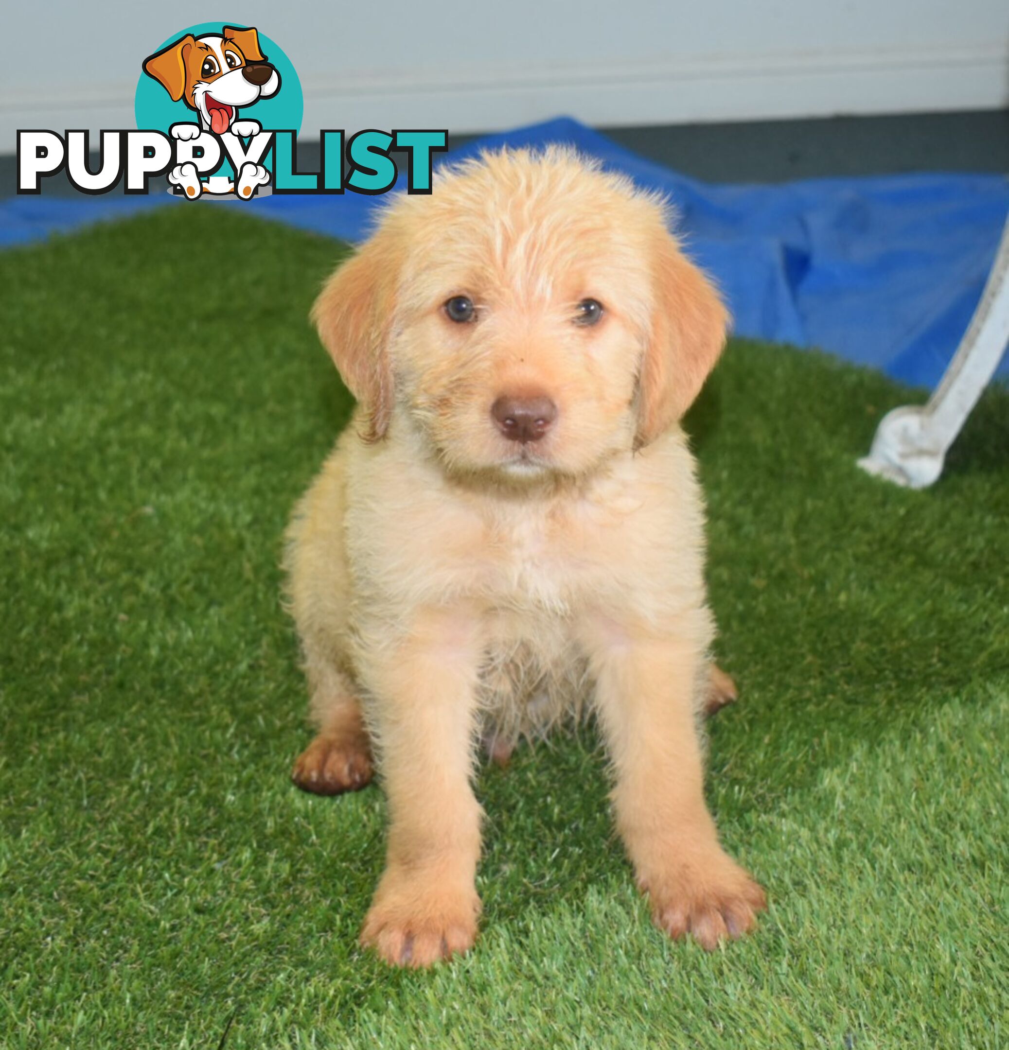 Labrador x Labradoodle puppies male and female