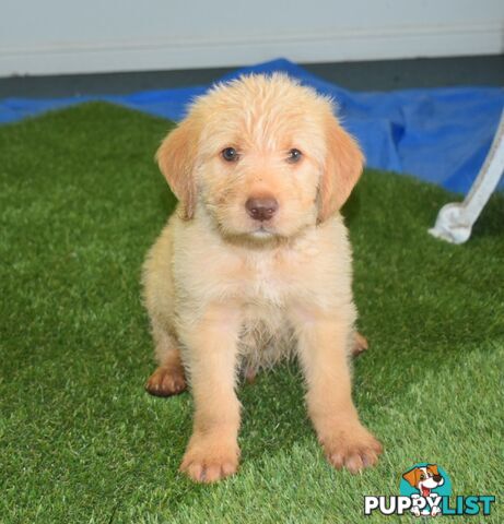 Labrador x Labradoodle puppies male and female