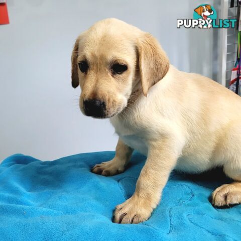 Labrador puppies male and female