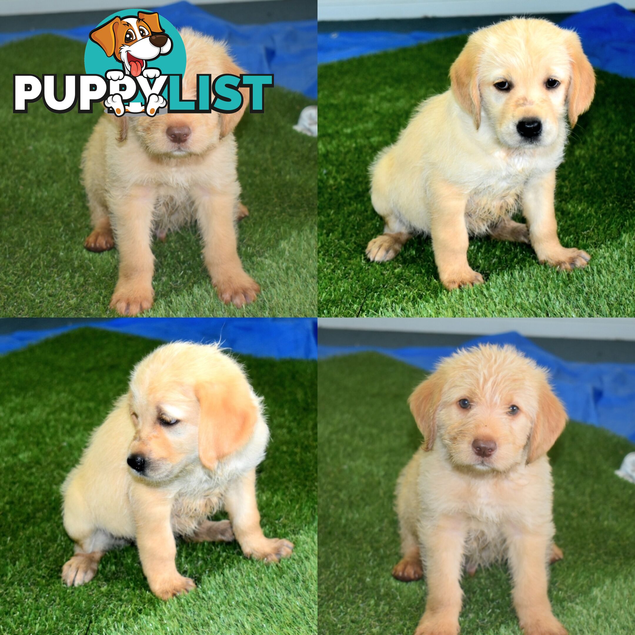 Labrador x Labradoodle puppies male and female