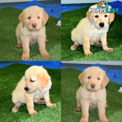 Labrador x Labradoodle puppies male and female