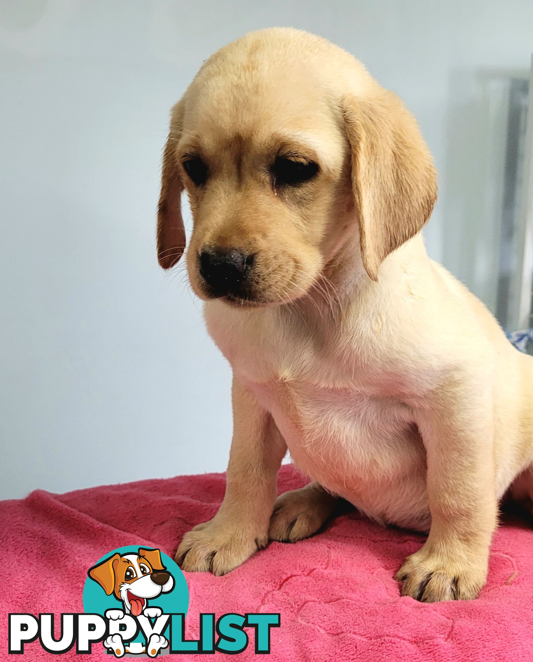 Labrador puppies male and female