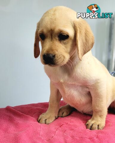 Labrador puppies male and female