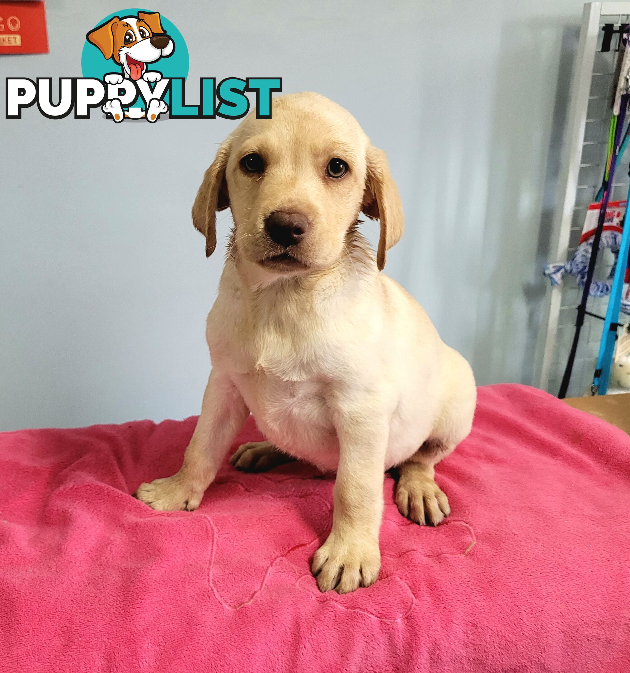 Labrador puppies male and female