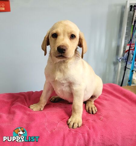 Labrador puppies male and female