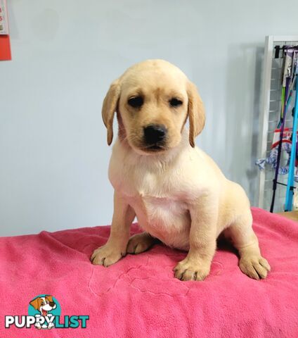 Labrador puppies male and female