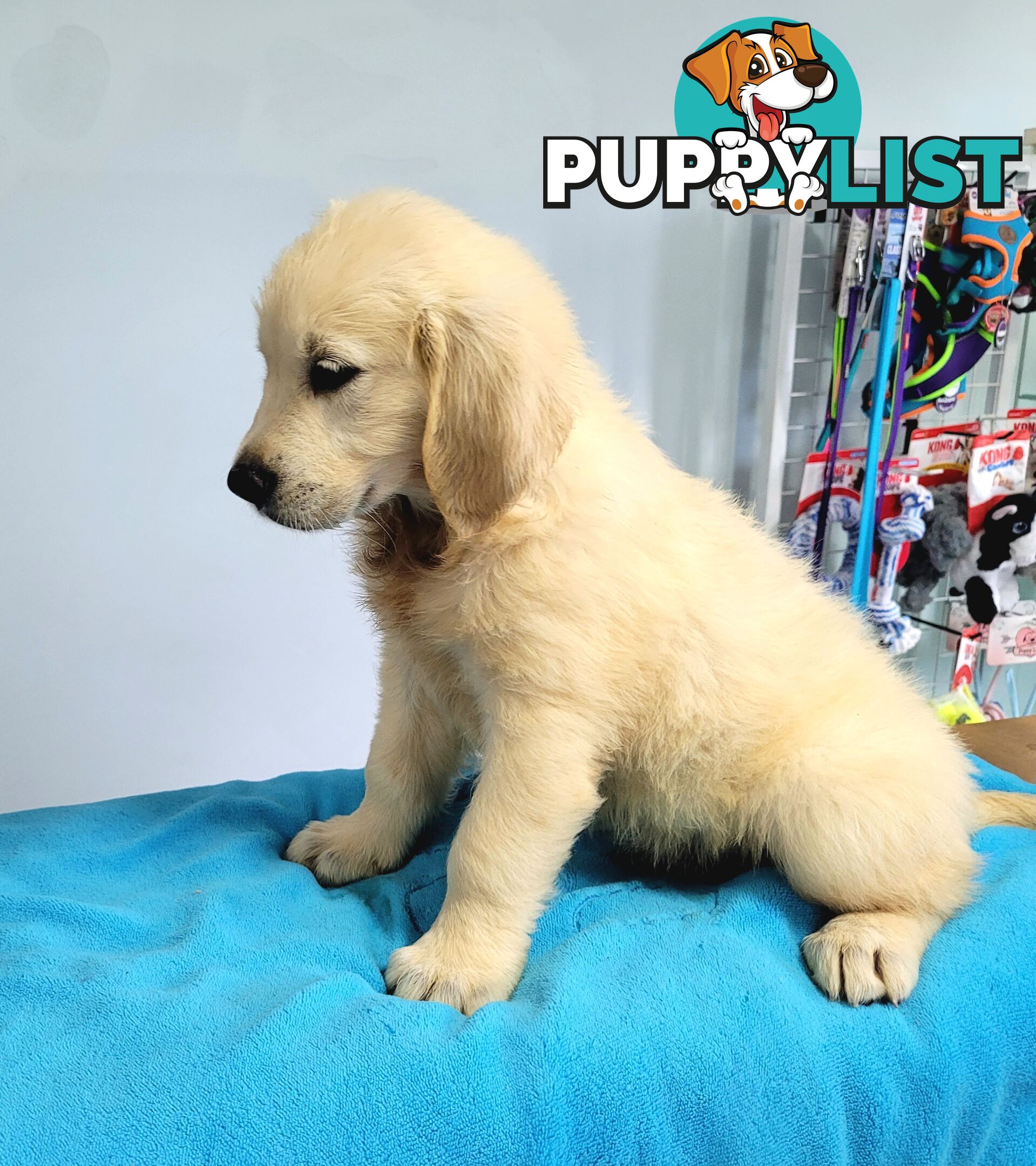 Labrador puppies male and female