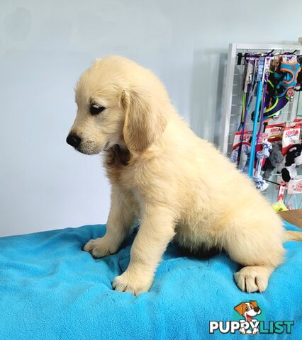 Labrador puppies male and female