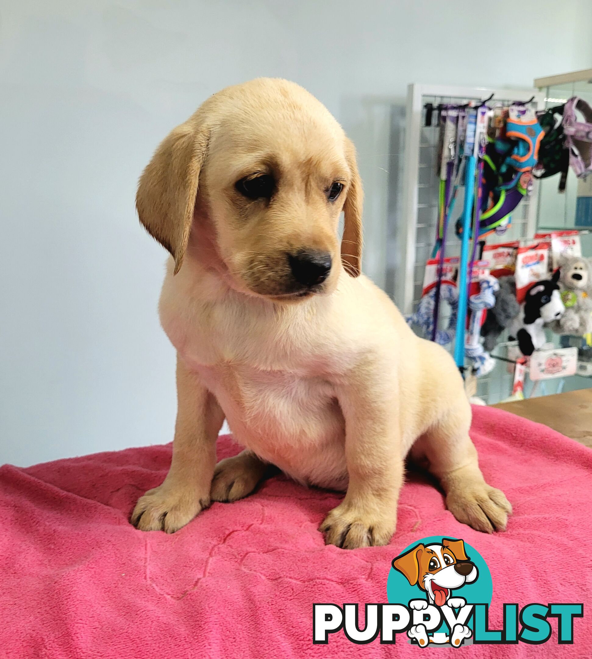 Labrador puppies male and female