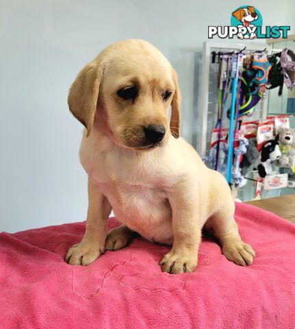 Labrador puppies male and female