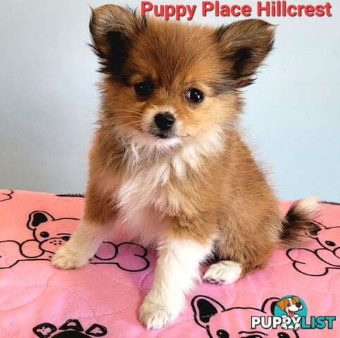 Pomeranian X puppies Females ready now