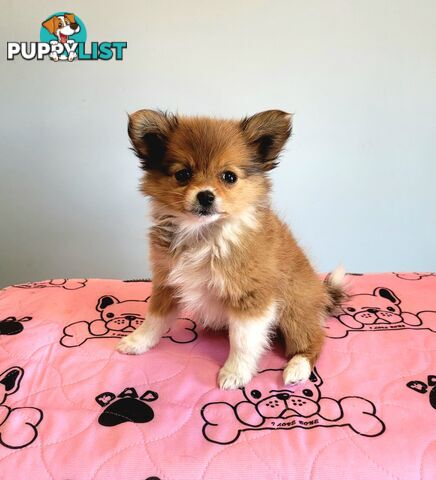 Pomeranian X puppies Females ready now