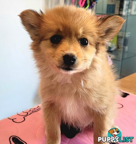 Pomeranian X puppies Females ready now
