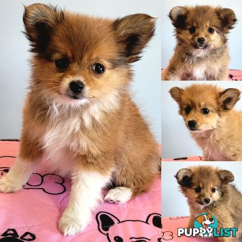 Pomeranian X puppies Females ready now