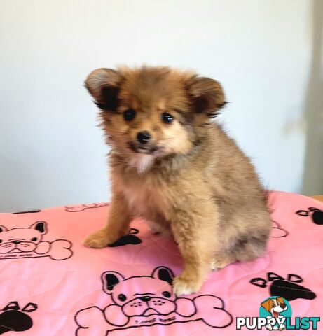 Pomeranian X puppies Females ready now