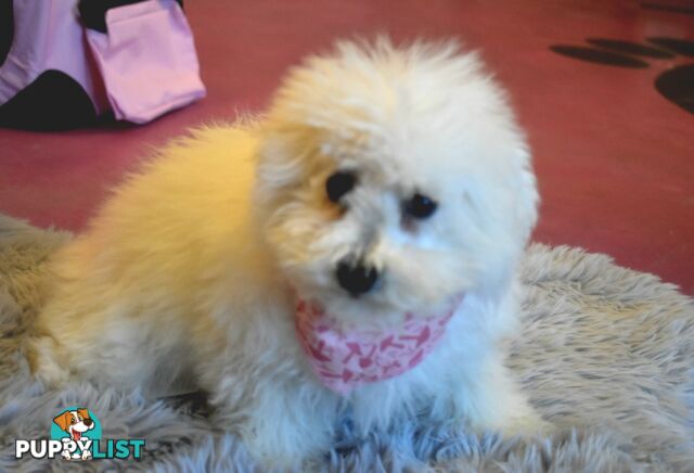 Bichon Frise puppies pure bred male and female