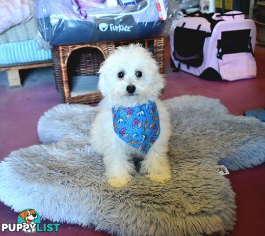 Bichon Frise puppies pure bred male and female