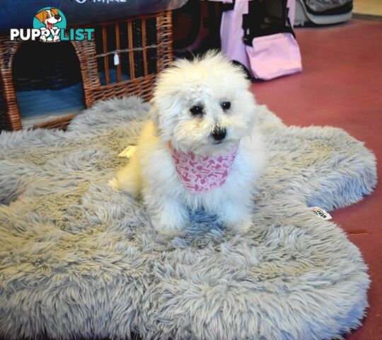 Bichon Frise puppies pure bred male and female