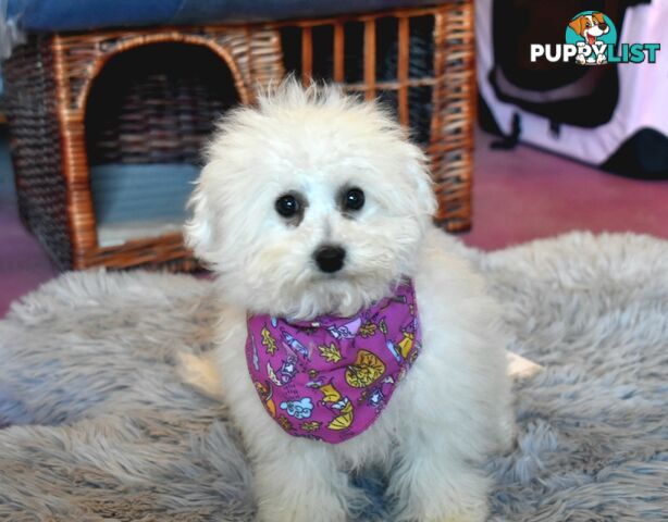 Bichon Frise puppies pure bred male and female