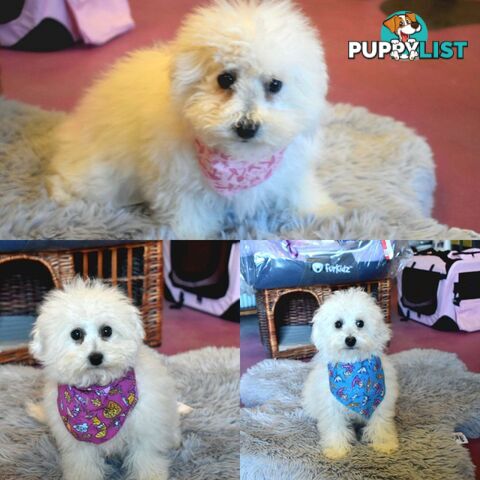 Bichon Frise puppies pure bred male and female