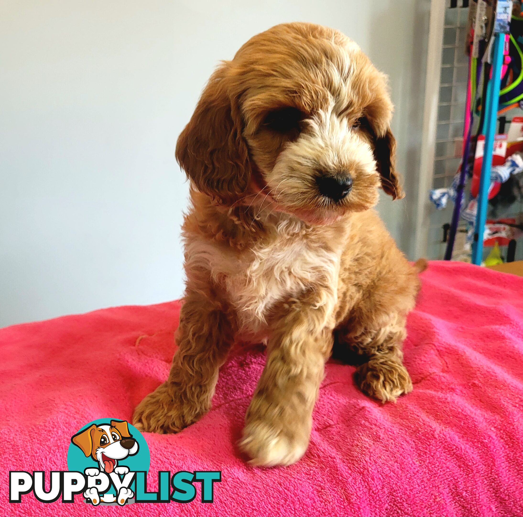 Cocker Spaniel x Toy Poodle puppies Male and Female ready now