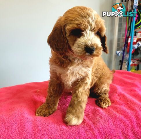 Cocker Spaniel x Toy Poodle puppies Male and Female ready now