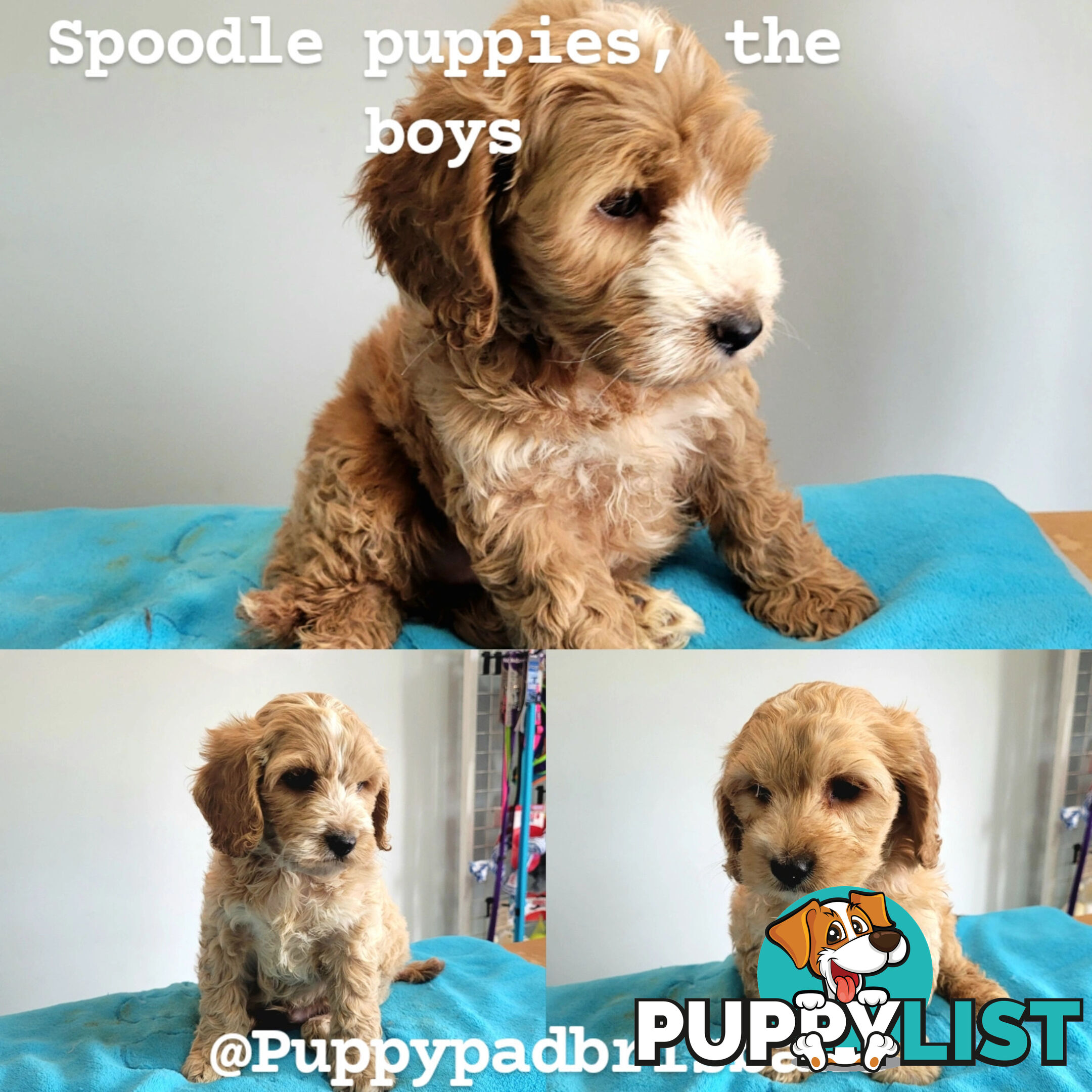 Cocker Spaniel x Toy Poodle puppies Male and Female ready now