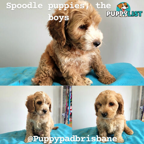 Cocker Spaniel x Toy Poodle puppies Male and Female ready now
