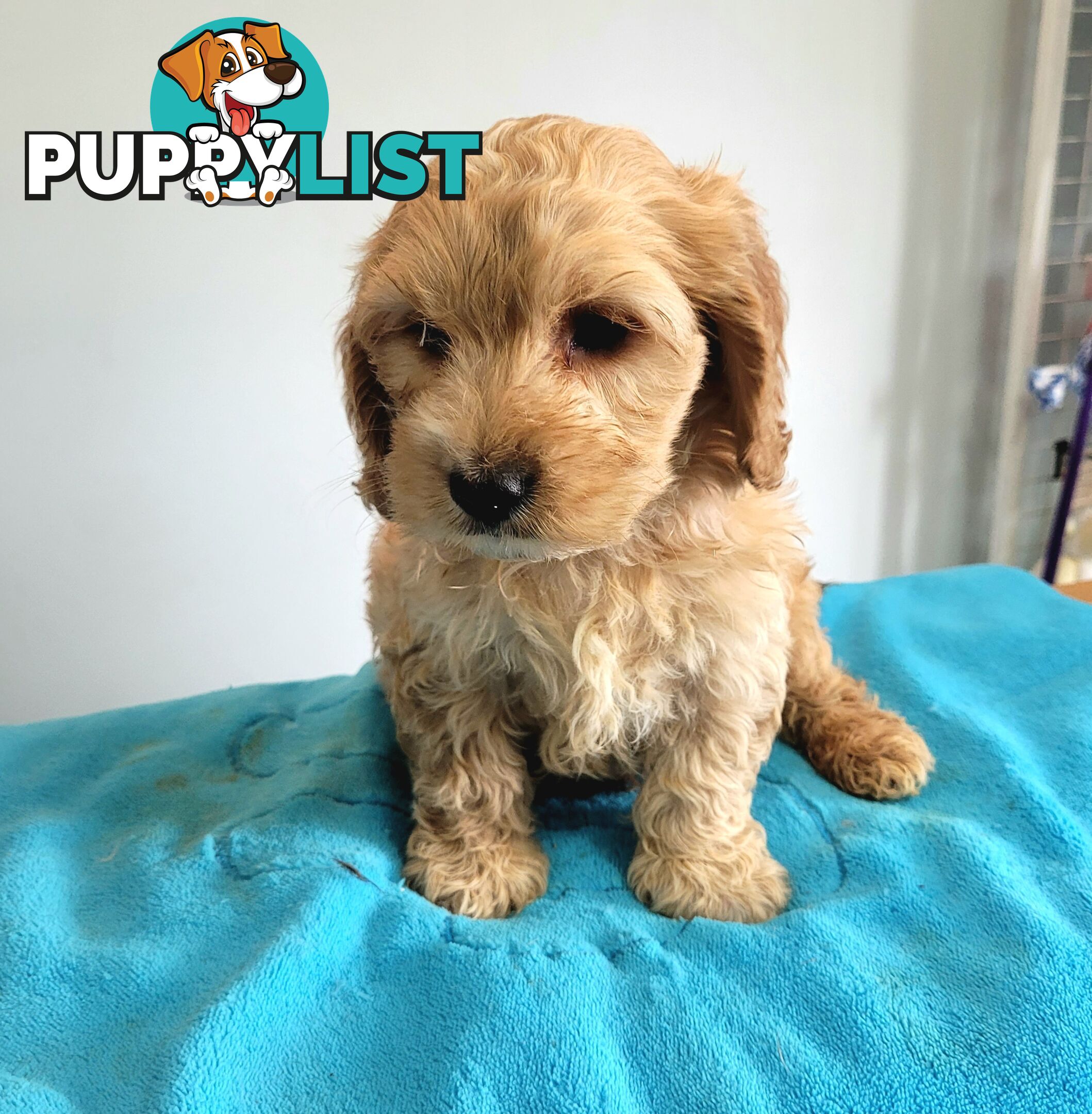 Cocker Spaniel x Toy Poodle puppies Male and Female ready now