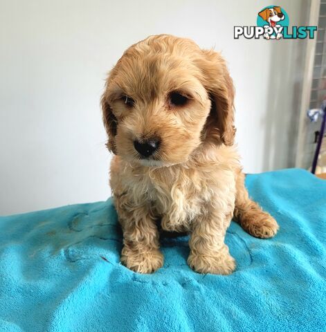 Cocker Spaniel x Toy Poodle puppies Male and Female ready now