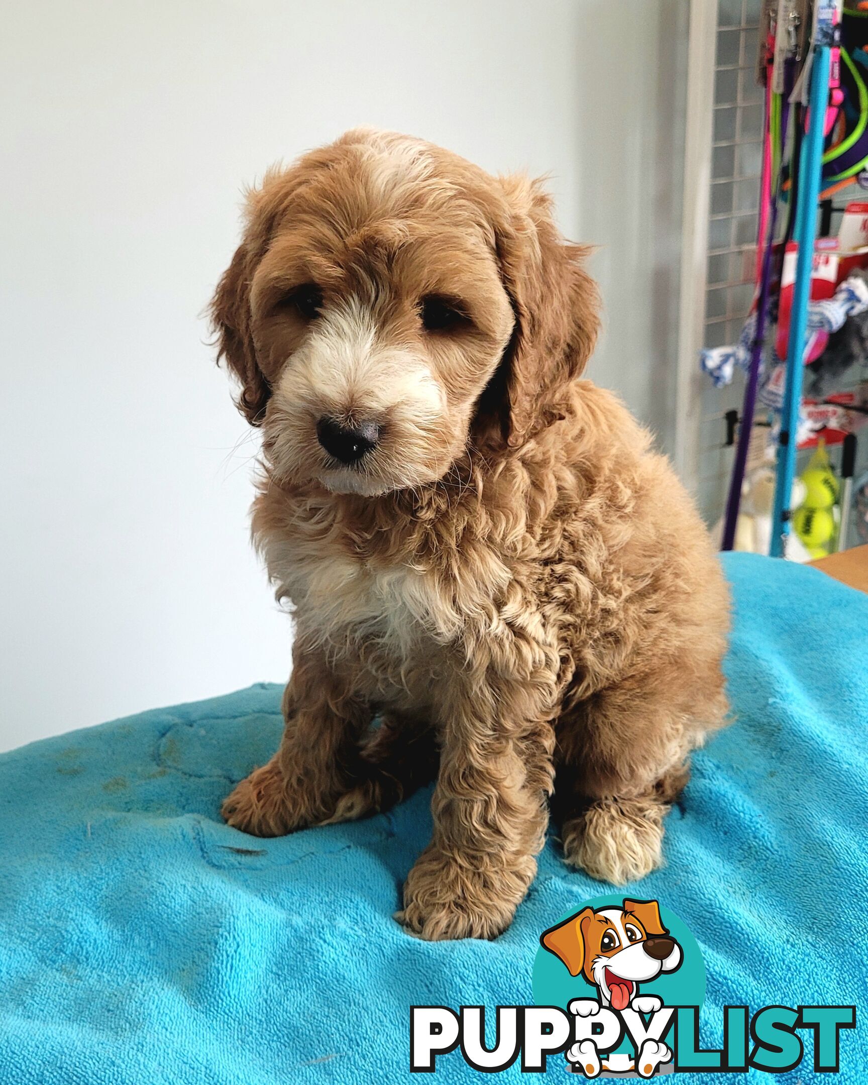 Cocker Spaniel x Toy Poodle puppies Male and Female ready now