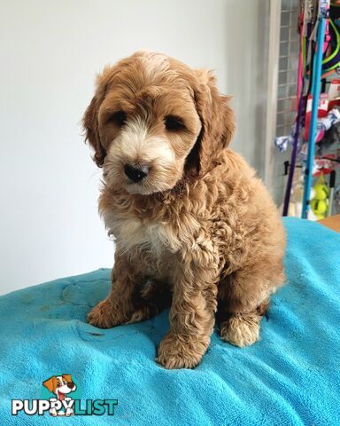 Cocker Spaniel x Toy Poodle puppies Male and Female ready now