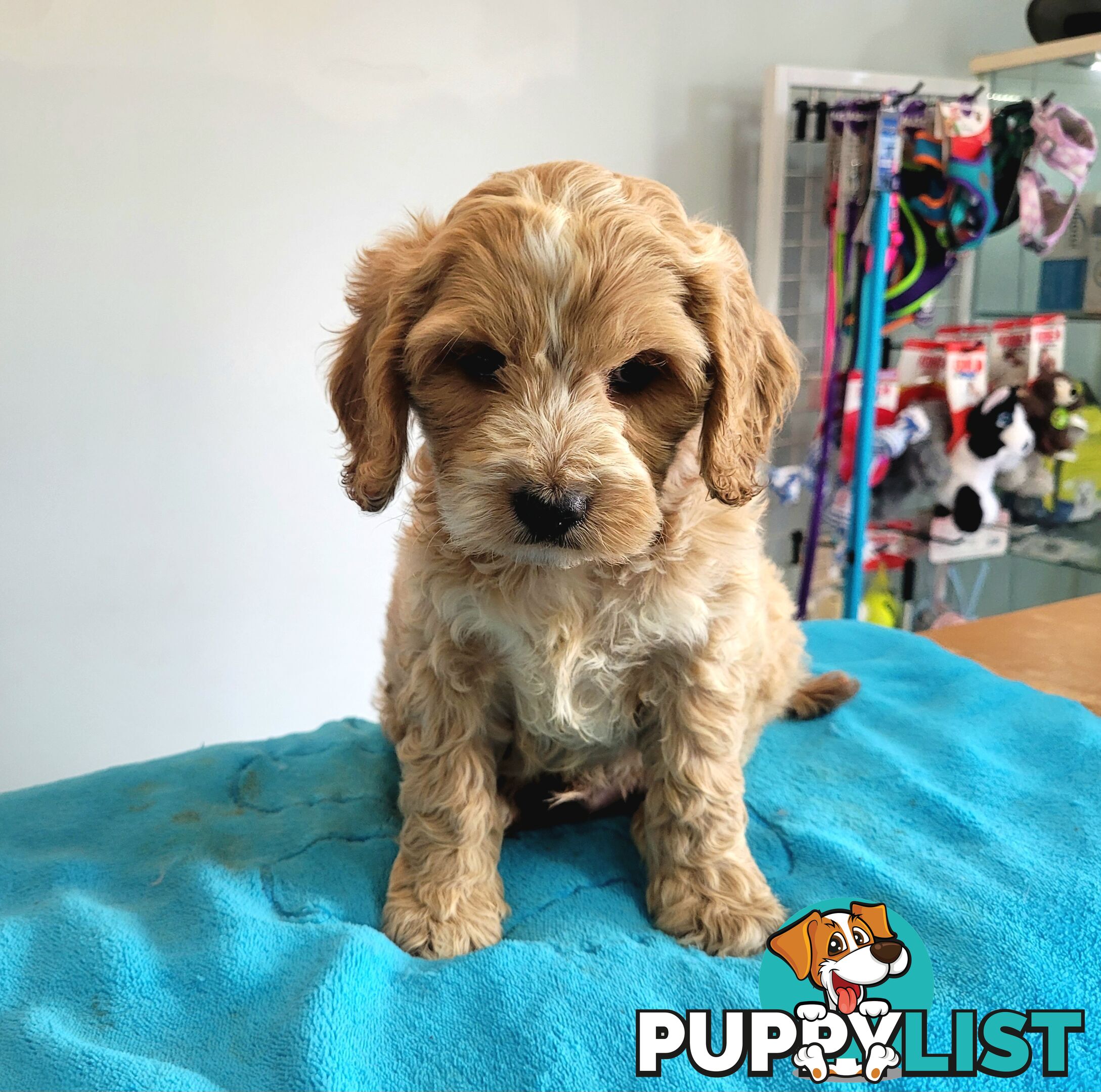Cocker Spaniel x Toy Poodle puppies Male and Female ready now