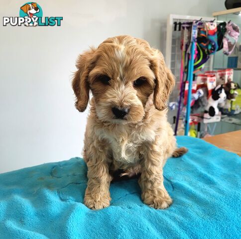 Cocker Spaniel x Toy Poodle puppies Male and Female ready now